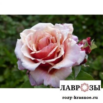 Том Браун