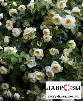 Амнести Интернешнл