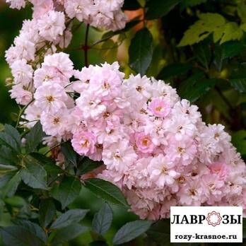 Бризе Парфюм | Brise Parfum (Плетистая) (Осень 2026)