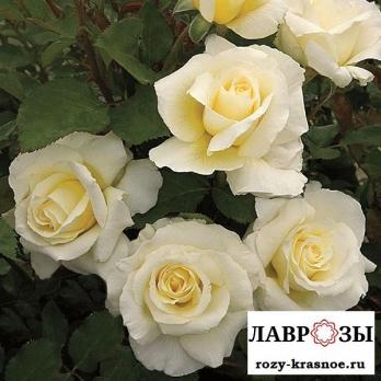Вайт Ликорис