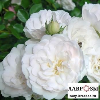 Свани/ Swany