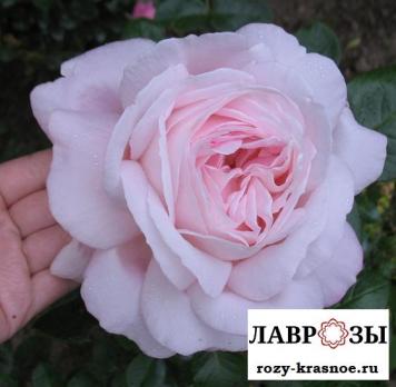 Эмейзинг Грейс