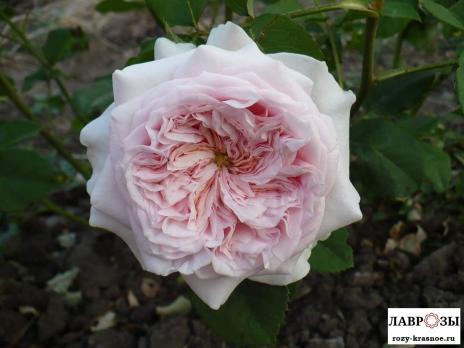 Клер Роуз / Claire Rose /