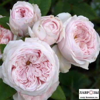 Клер Роуз / Claire Rose /