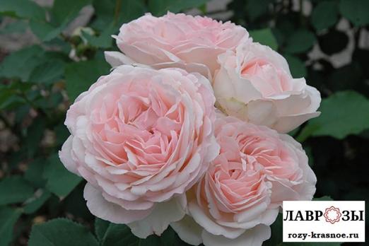 Клер Роуз / Claire Rose /