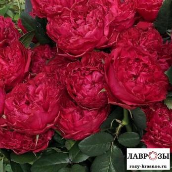 Распберри Элеганс | Raspbery Elegance | ( Осень 2026 )