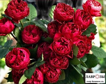 Распберри Элеганс | Raspbery Elegance | ( Осень 2026 )