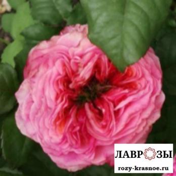 Пинк Ай | Pink Eye | ( Осень 2026 )