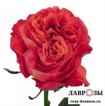 Карабелла | Carabella | ( Осень 2026 )