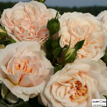 Лионс роуз / Lions Rose /