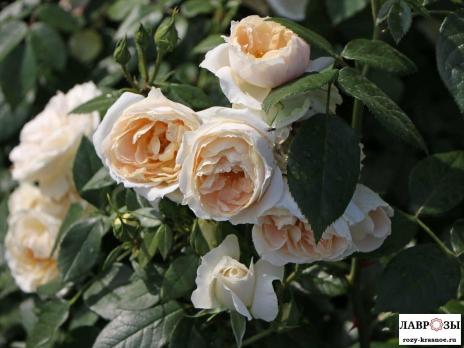Лионс роуз / Lions Rose /