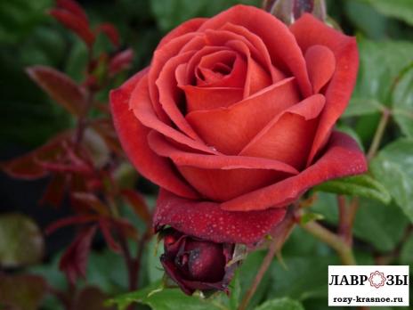 Терракота | Rose Terracotta | ( Осень 2026 )