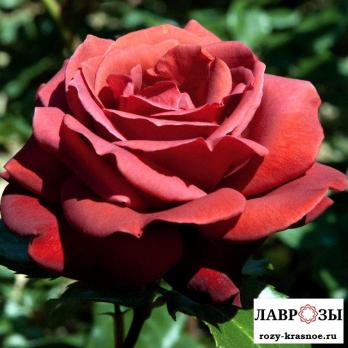 Терракота | Rose Terracotta | ( Осень 2026 )