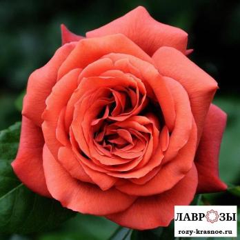 Терракота | Rose Terracotta | ( Осень 2026 )
