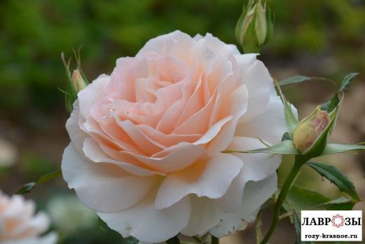 Чандос Бьюти /Rose Chandos Beaut/