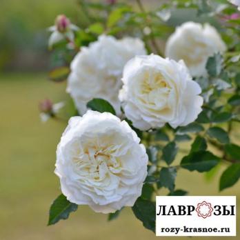 Сюр ла Неж | Rose Sur la Neige (Японская) (Осень 2026)