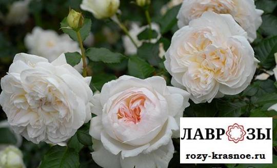 Сюр ла Неж | Rose Sur la Neige (Японская) (Осень 2026)
