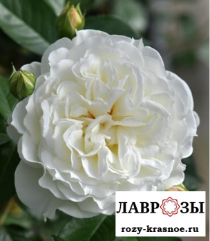 Сюр ла Неж | Rose Sur la Neige (Японская) (Осень 2026)