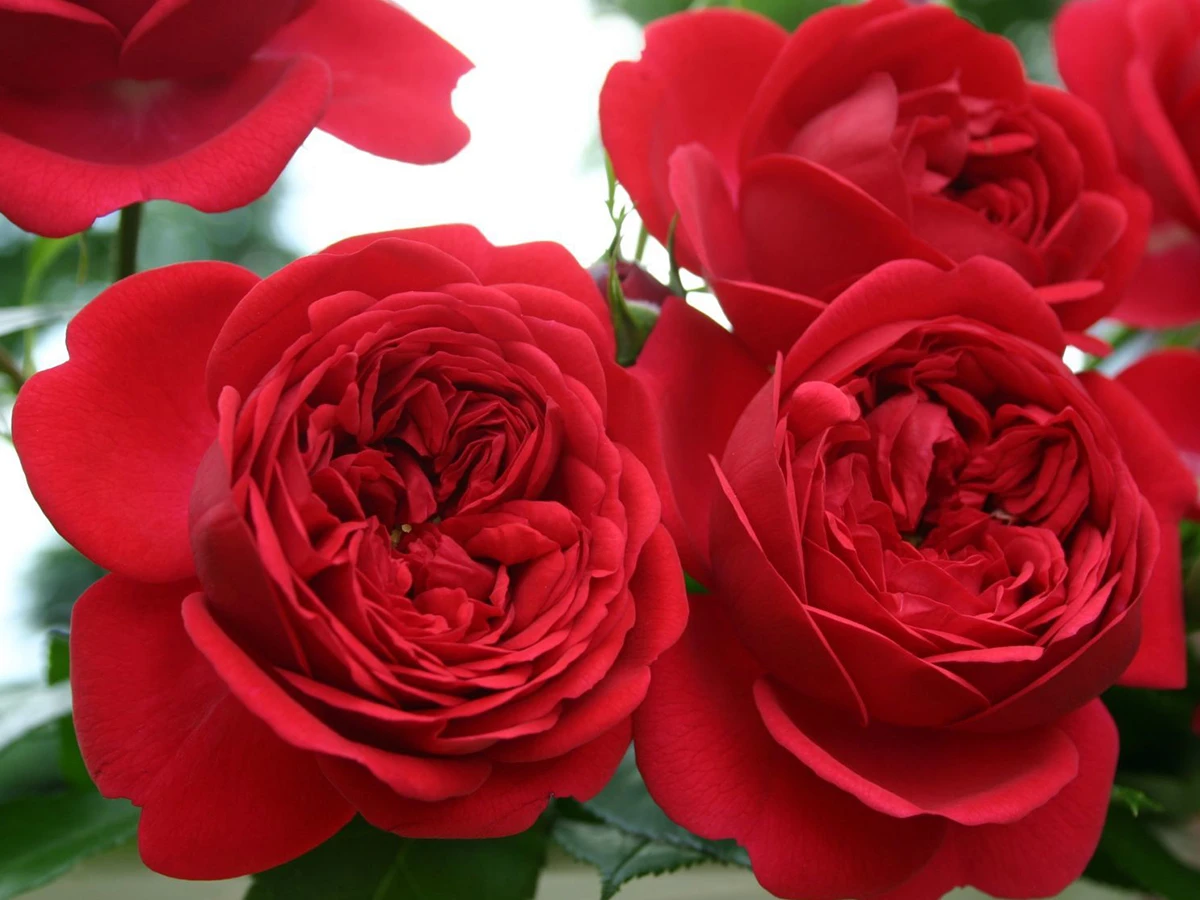 Аут оф Розенхайм/Rose Out of Rosenheim/
