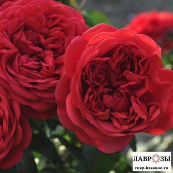 Аут оф Розенхайм/Rose Out of Rosenheim/
