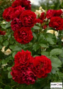 Пейсли Эбби | Rose Paisley Abbey (Английская) (Осень 2026)