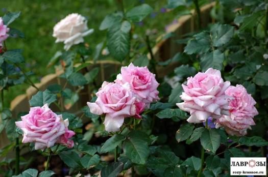Флораже / Rosa Florajet/