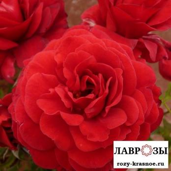 Леди Райдер оф Варшав / Rose Lady Ryder of Warsaw/