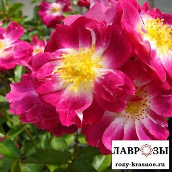 Гретинг / Rose Greetings/