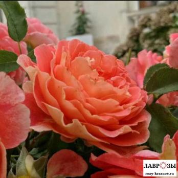 Шато де ля Галуазье / Rosa Chateau De La Galoisiere