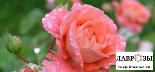 Шато де ля Галуазье / Rosa Chateau De La Galoisiere