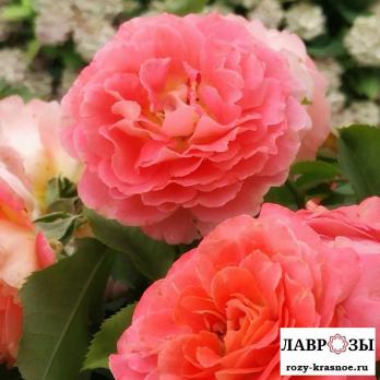 Шато де ля Галуазье / Rosa Chateau De La Galoisiere