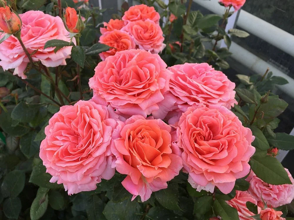 Амур де Молен | Rose Amour de Molen |  ( Осень 2026 )