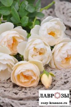 Ля Петит Пар / Rose La Petite Pair/