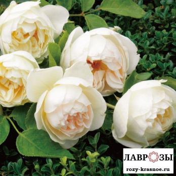 Ля Петит Пар / Rose La Petite Pair/