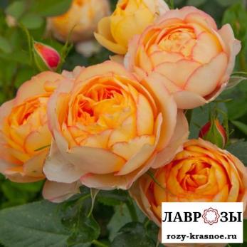 Бэби Романтика | Rose Baby Romantica | ( Осень 2026 )