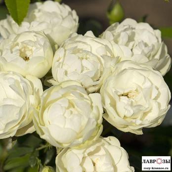 Вайт Морсдаг | Rose White Morsdag | Осень 2026