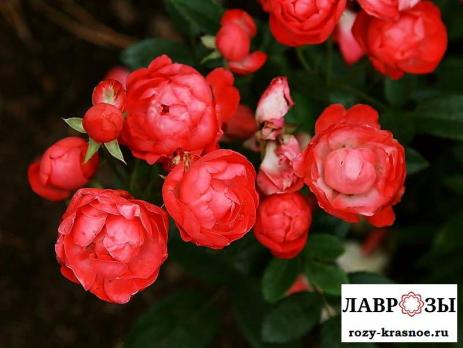 Оранж Морсдаг | Rose Orange Morsdag | ( Полиантовая ) Осень 2026