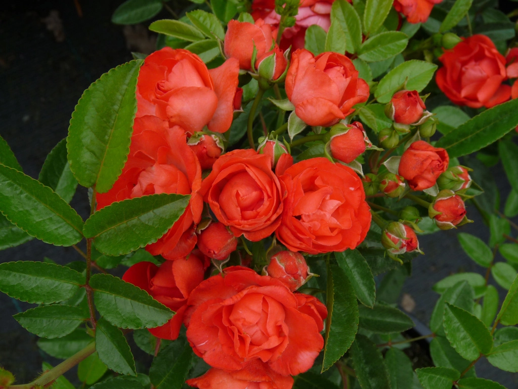 Оранж Морсдаг | Rose Orange Morsdag | ( Полиантовая ) Осень 2026