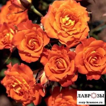 Мандарин | Mandarin | ( Осень 2026 )