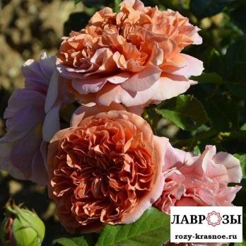 Бэлль Д Анжу/Rose Belle d’Anjou/