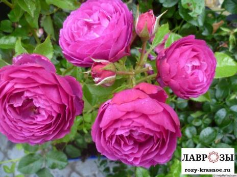Юфемия /Rose EUFEMIA