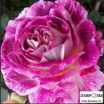 Катрин / Rose Kathryn