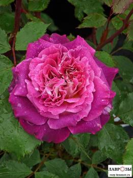 Катрин / Rose Kathryn