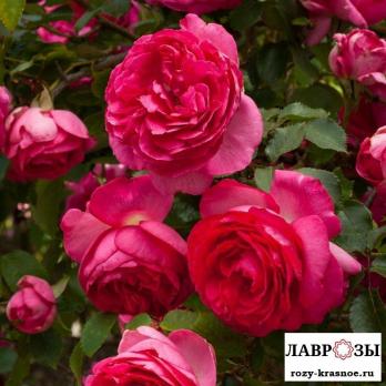 Цикламен Пьер де Ронсар/Rose Cyclamen Pierre de Ronsard/