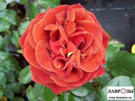 Браун Вельвет / Rose Brown Velvet