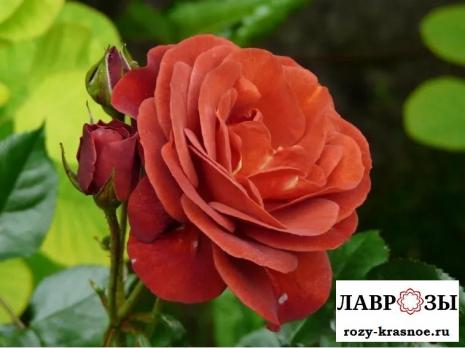 Браун Вельвет / Rose Brown Velvet