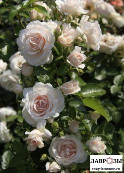 Мисс Диор / Rose Miss Dior/