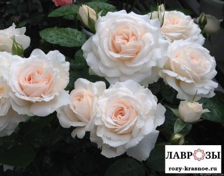 Мисс Диор / Rose Miss Dior/