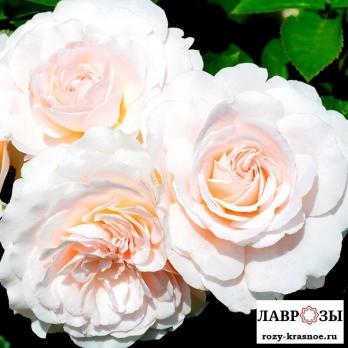 Мисс Диор / Rose Miss Dior/