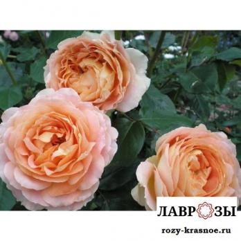 Карамель Антик | Rose Caramel Antike | ( Чайно-гибридная ) ( Осень 2026 )